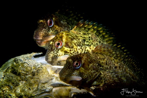 "Three in a row", Shanny (Lipophrys pholis), Zeeland, The... by Filip Staes 